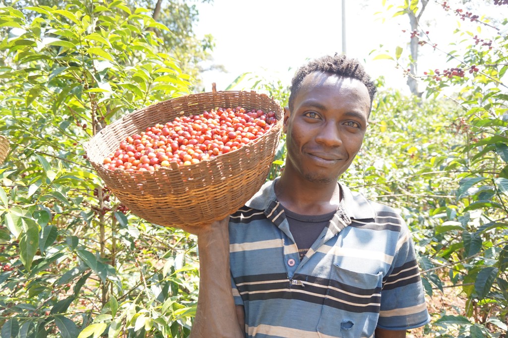Ein Kaffeebauer hält einen Korb voller roter Kaffeekirschen in die Höhe. Er steht im Kaffeefeld der Bio Fairtrade Kaffeekooperative in Tansania