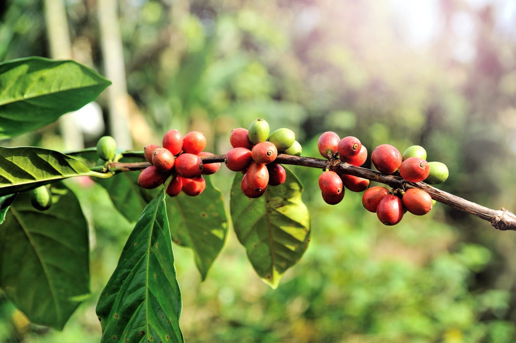 
Sie sehen einen Ast eines Kaffeestrauches auf einer Bio Fairtrade Kaffeefarm. Man erkennt die schönen roten und somit reifen Kaffeekirschen. Im Hintergrund ist der Dschungel sichtbar. 

